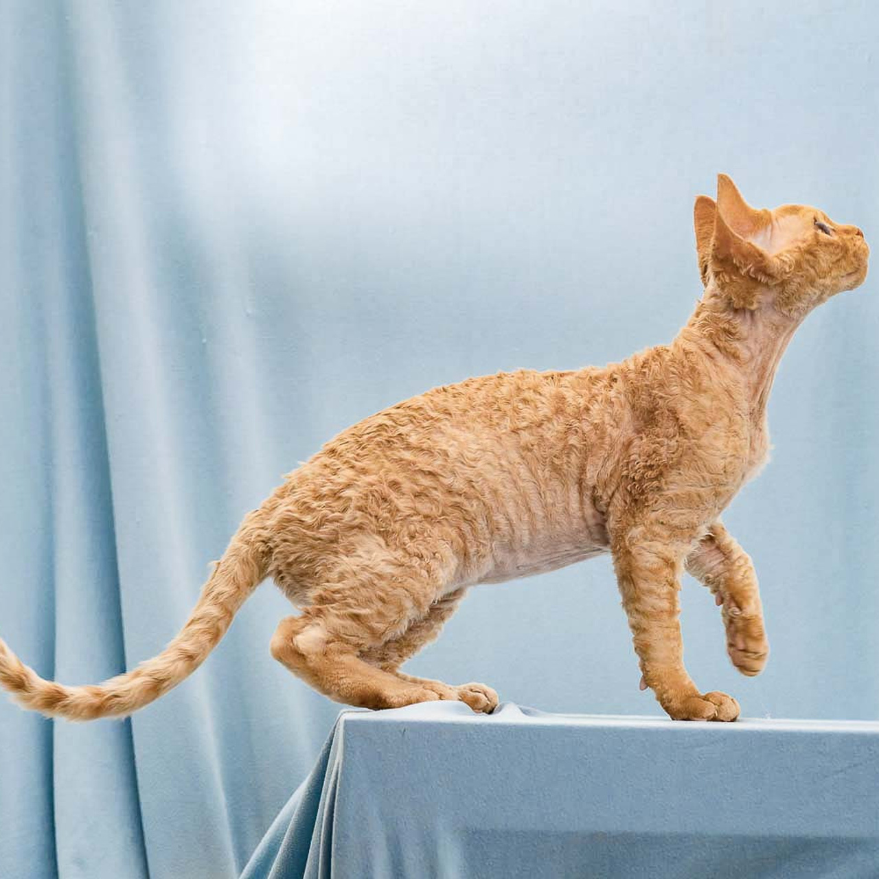 Boop, Boy, born on 02.01.23, SOLD. Devon Rex Pixie Cattery