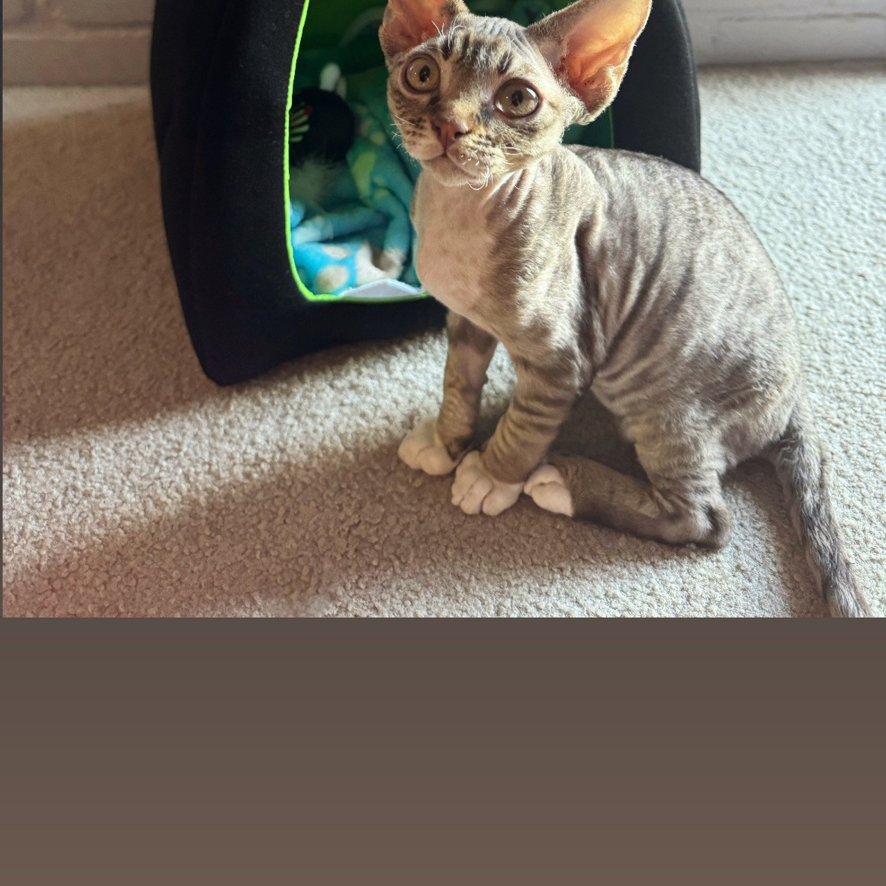 REWIEWS. Devon Rex Pixie Cattery