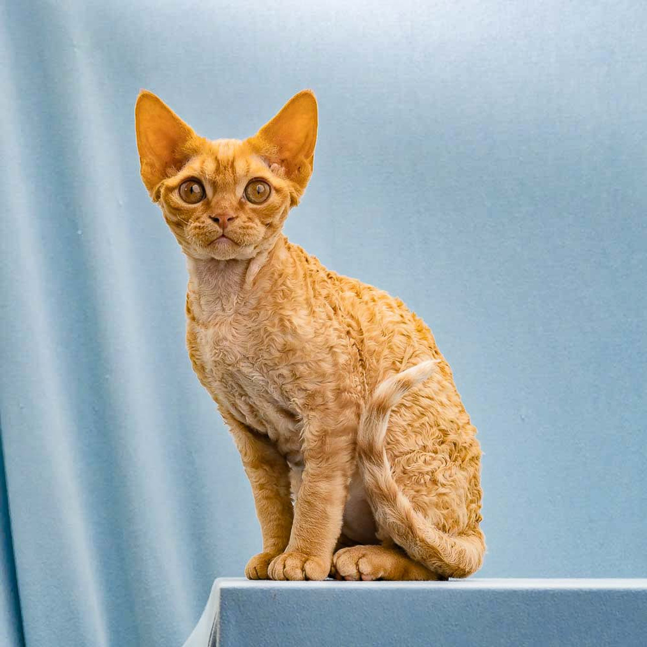 Boop, Boy, born on 02.01.23, SOLD. Devon Rex Pixie Cattery