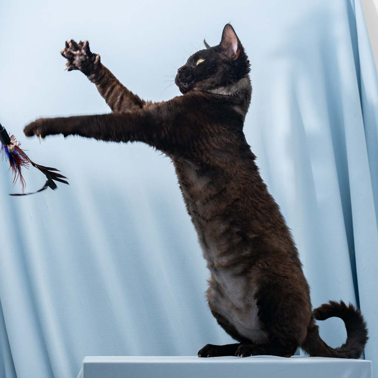 Lexus. Devon Rex Pixie Cattery