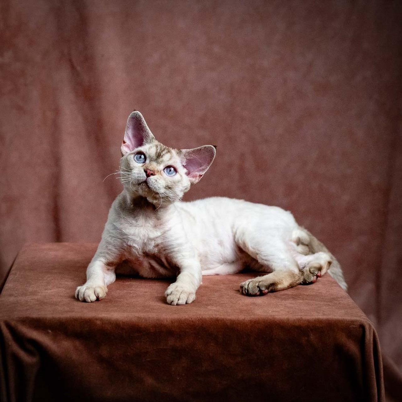 Our cats. Devon Rex Pixie Cattery