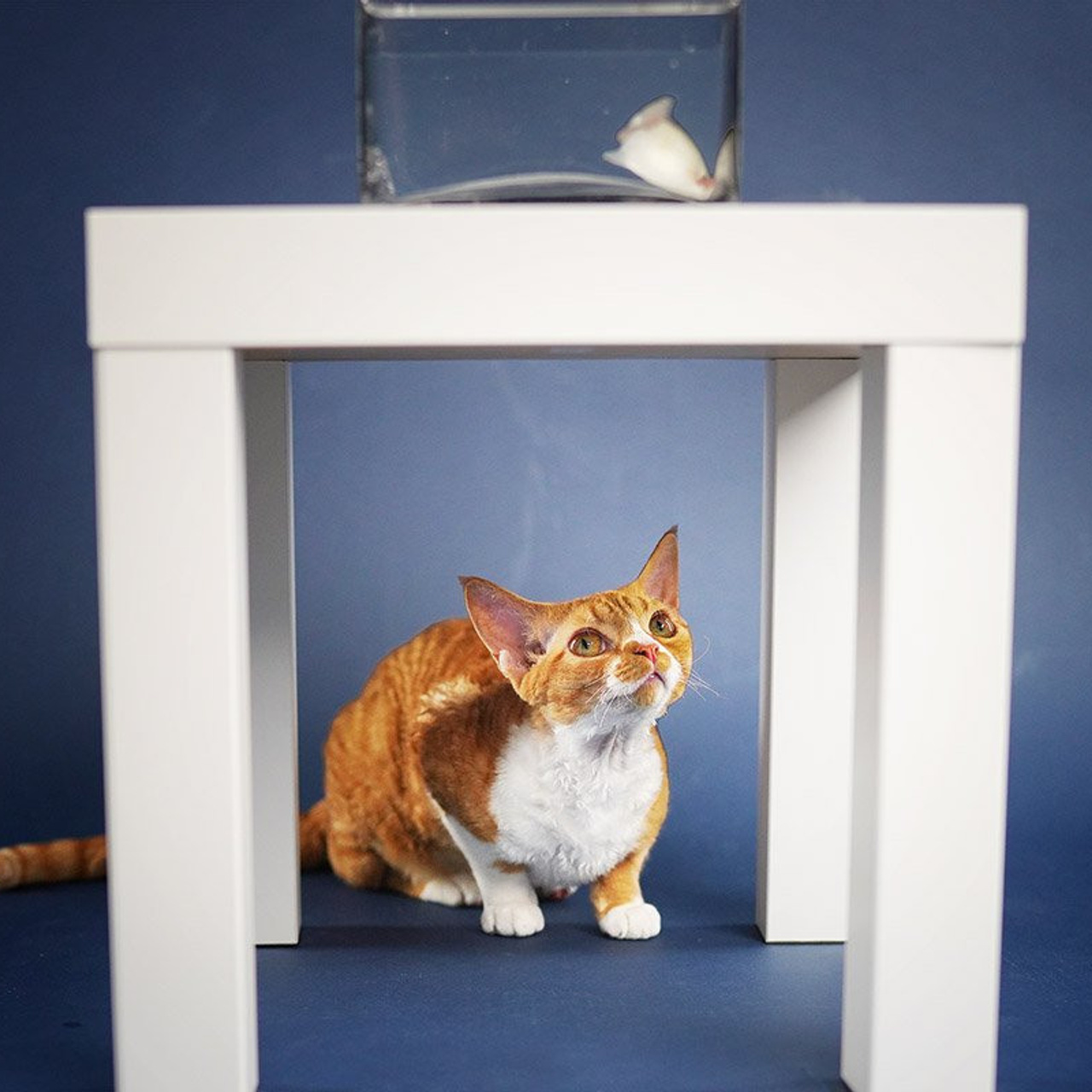 Aurelia. Devon Rex Pixie Cattery