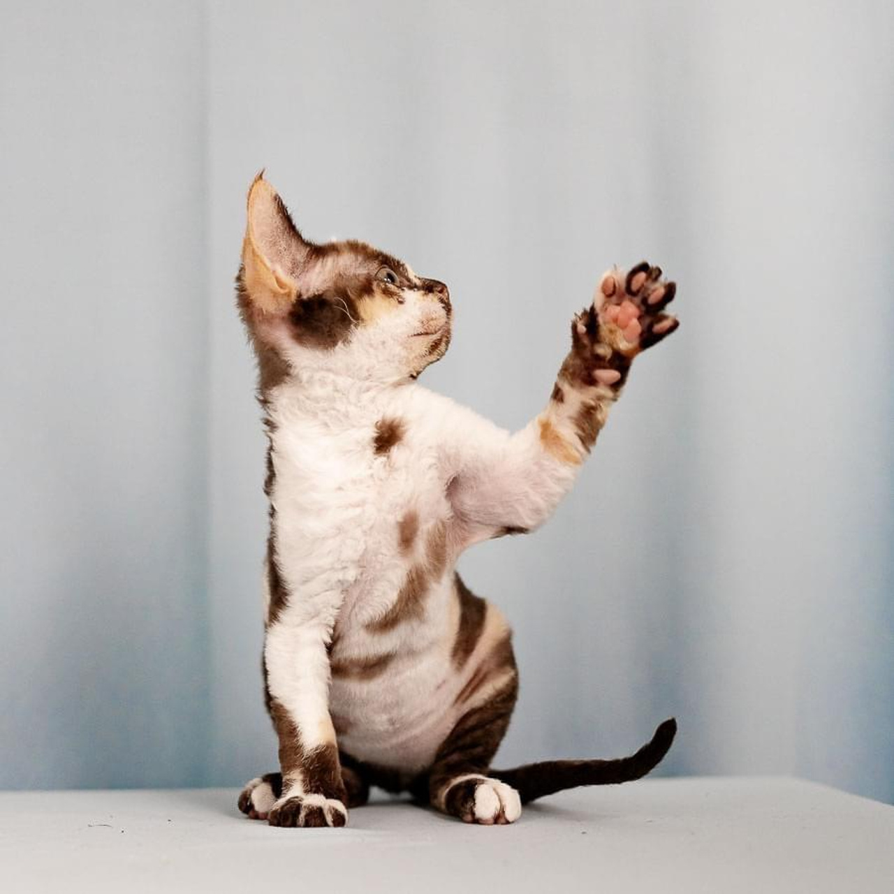 Winkles, Girl, born on 02.01.23, SOLD. Devon Rex Pixie Cattery