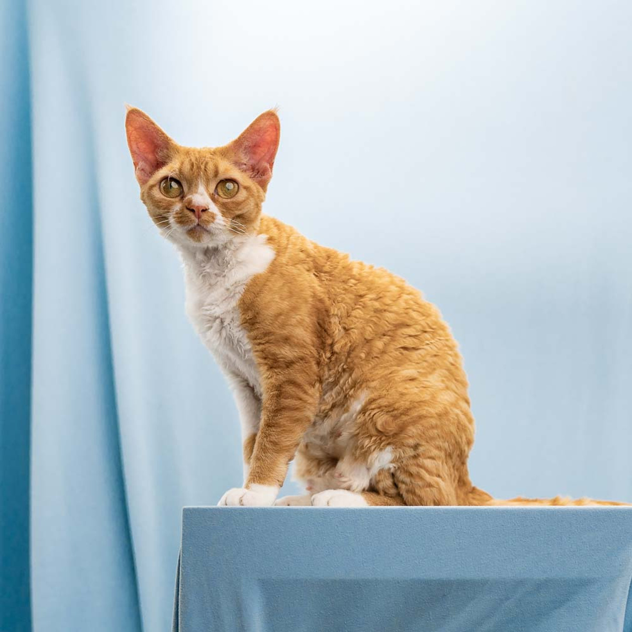 Aurelia. Devon Rex Pixie Cattery