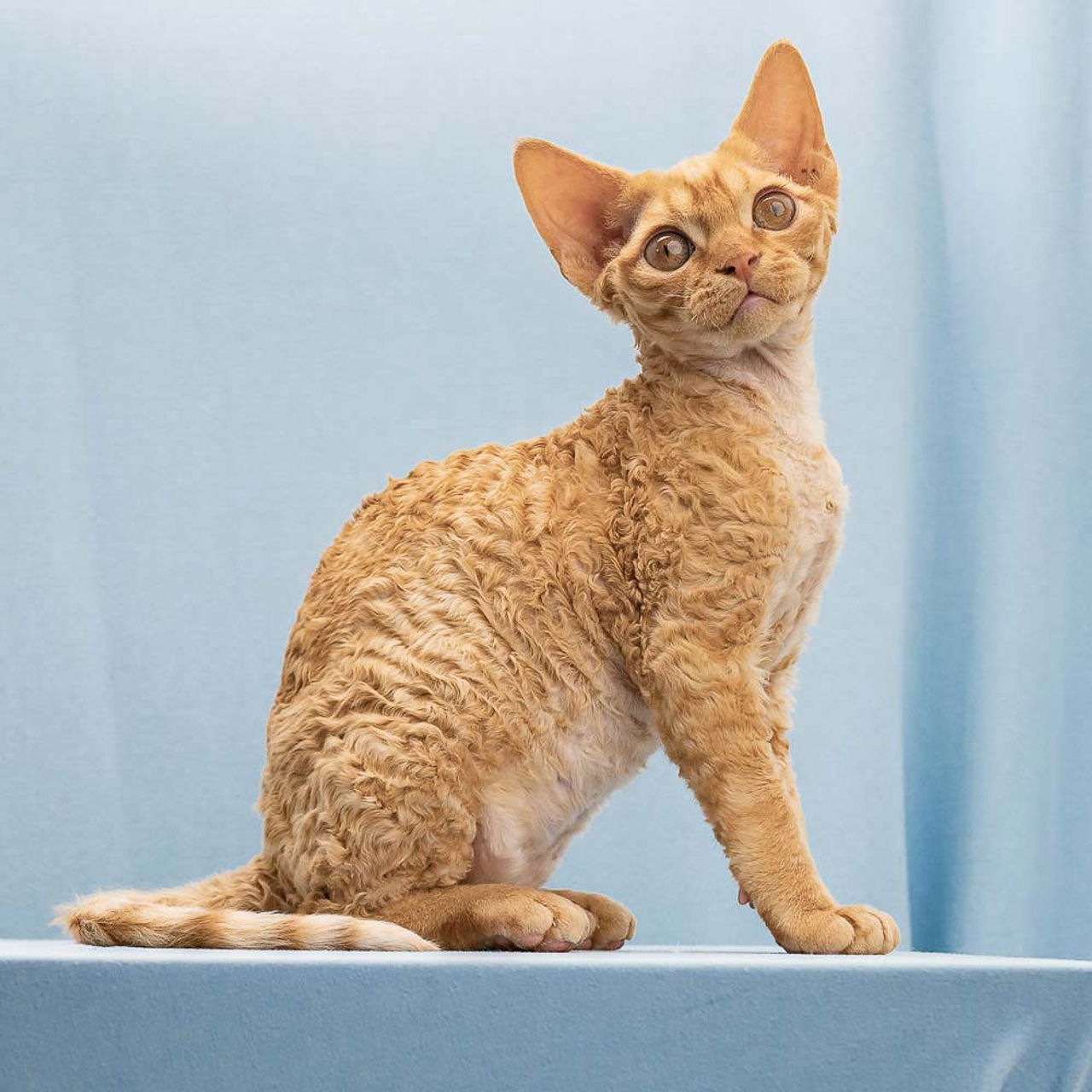 Boop, Boy, born on 02.01.23, SOLD. Devon Rex Pixie Cattery