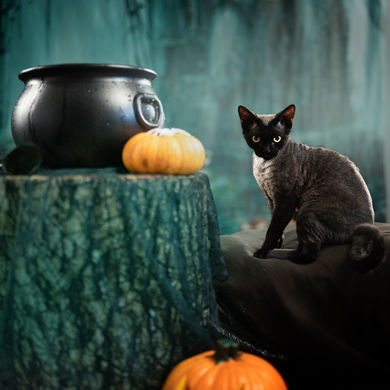 Lexus. Devon Rex Pixie Cattery