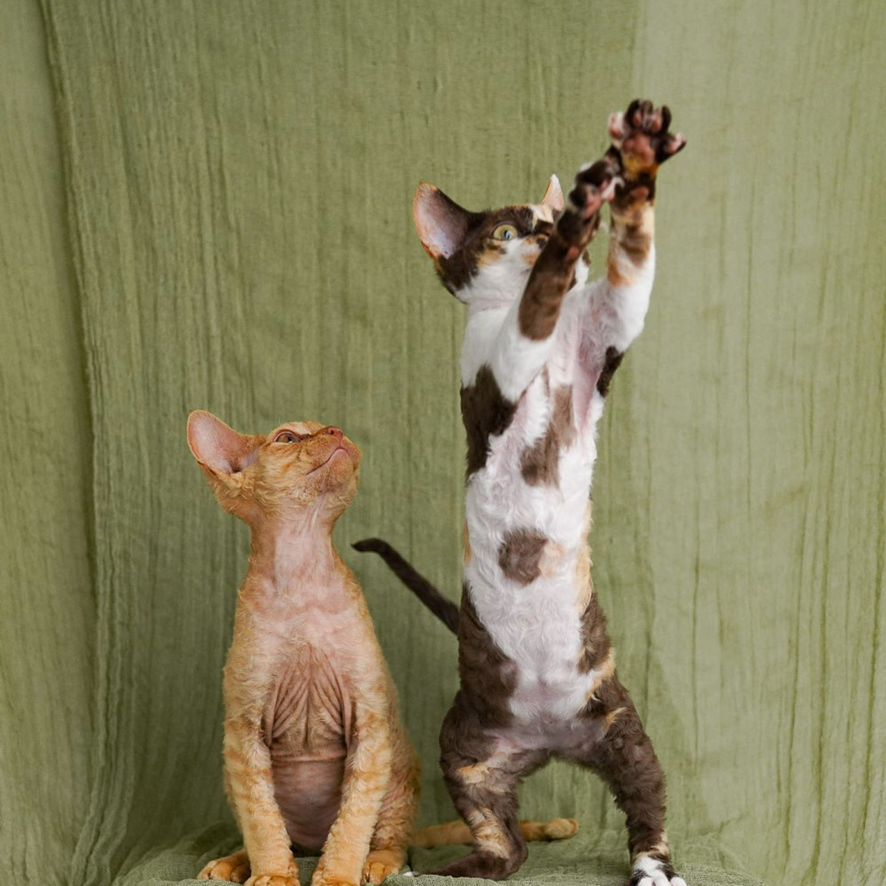 Winkles, Girl, born on 02.01.23, SOLD. Devon Rex Pixie Cattery