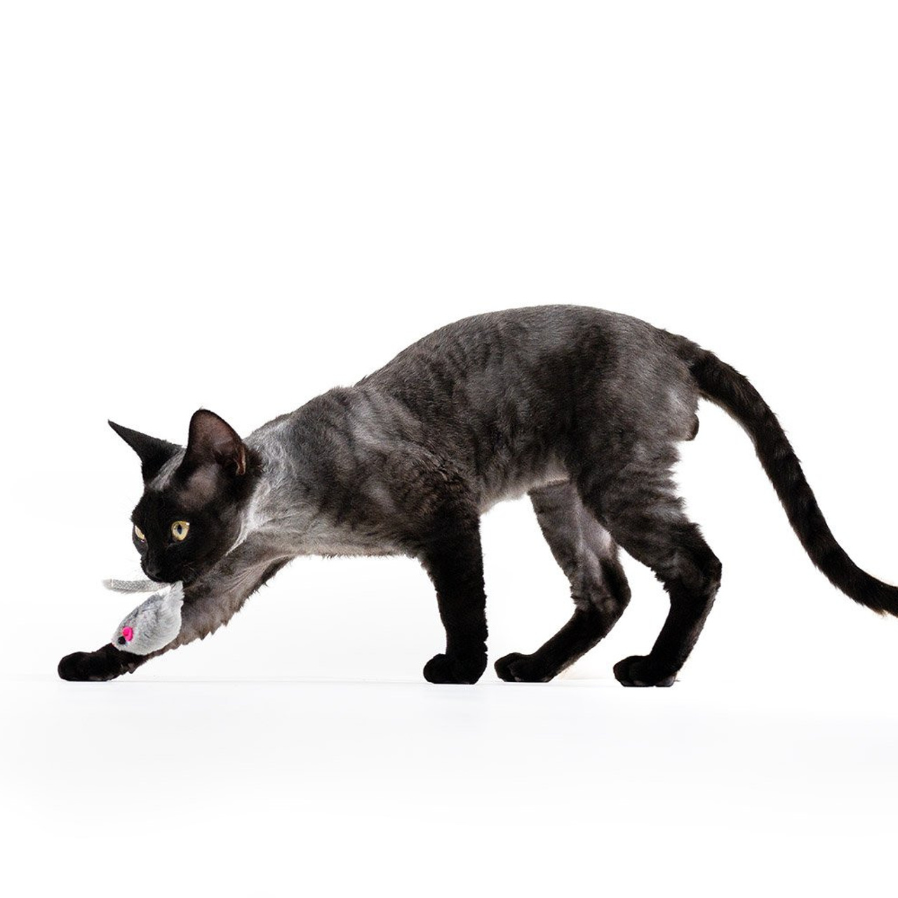 Lexus. Devon Rex Pixie Cattery