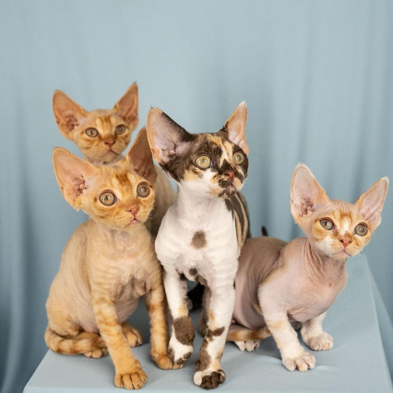 Winkles, Girl, born on 02.01.23, SOLD. Devon Rex Pixie Cattery