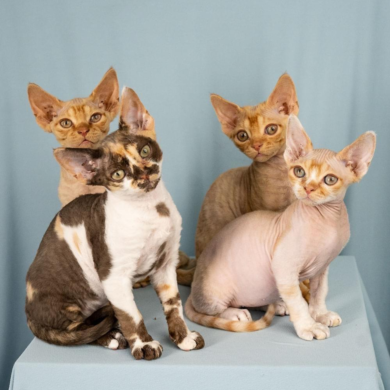Winkles, Girl, born on 02.01.23, SOLD. Devon Rex Pixie Cattery