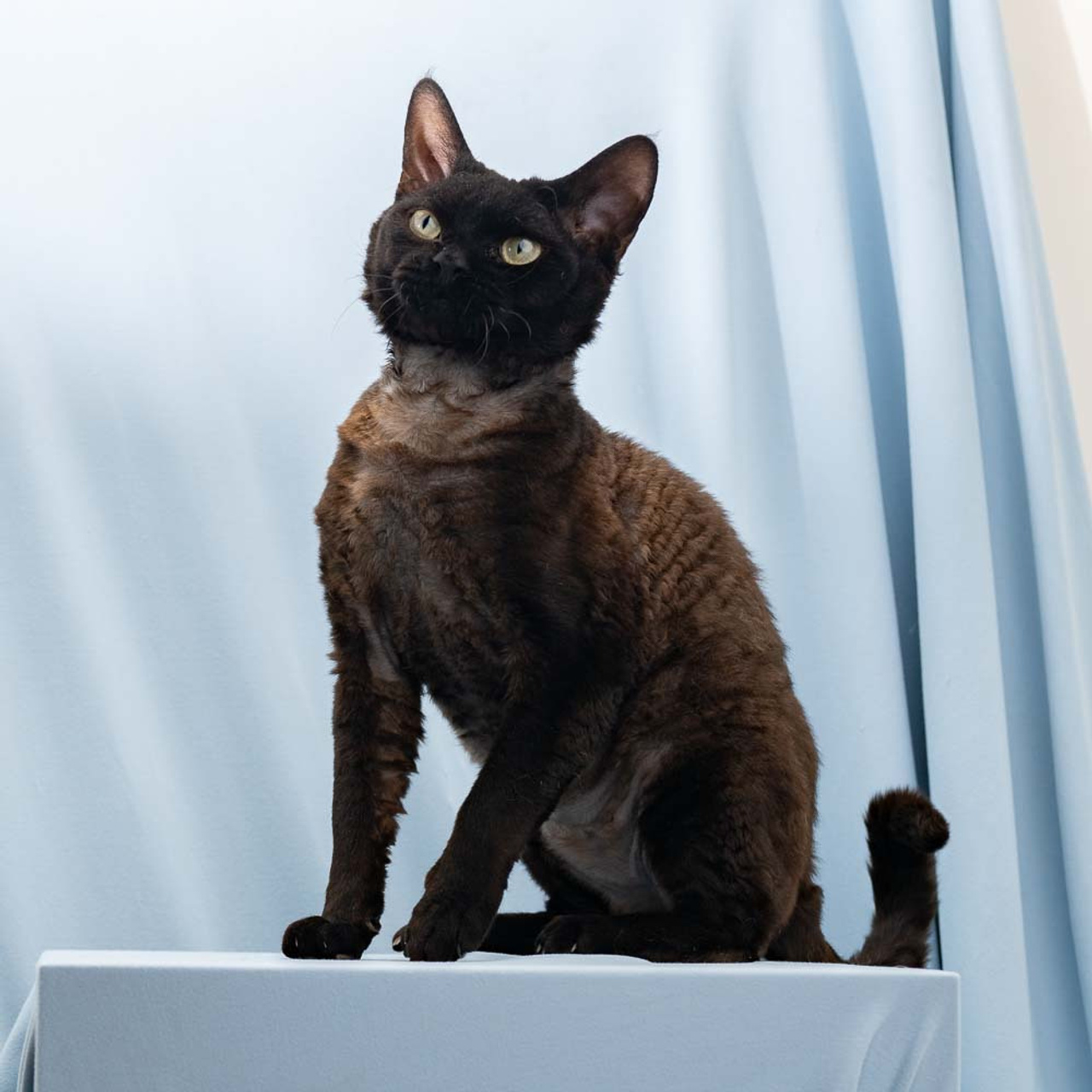 Lexus. Devon Rex Pixie Cattery