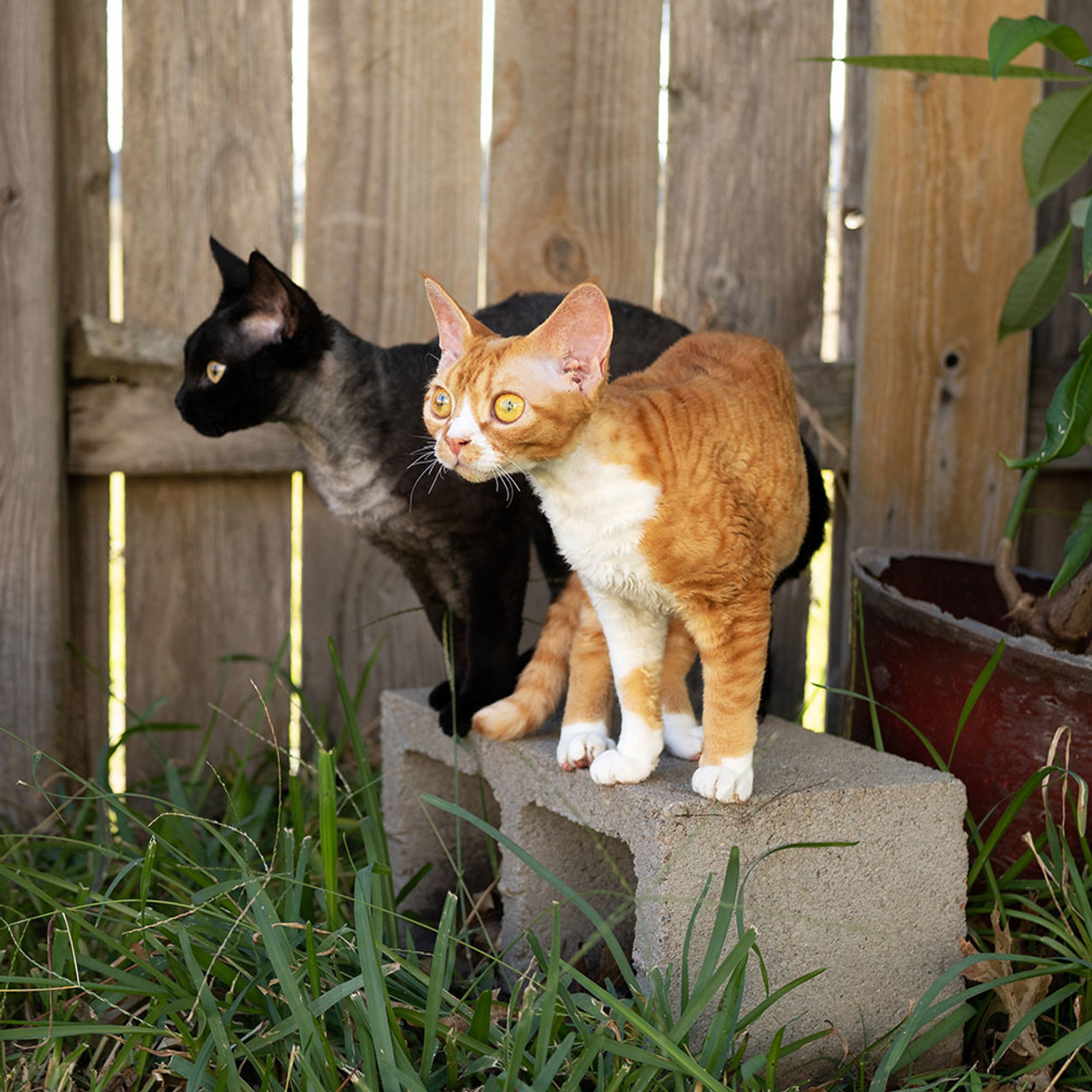Lexus. Devon Rex Pixie Cattery