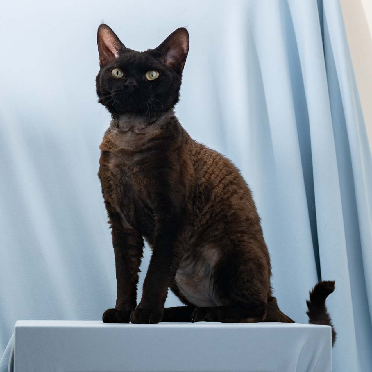 Lexus. Devon Rex Pixie Cattery