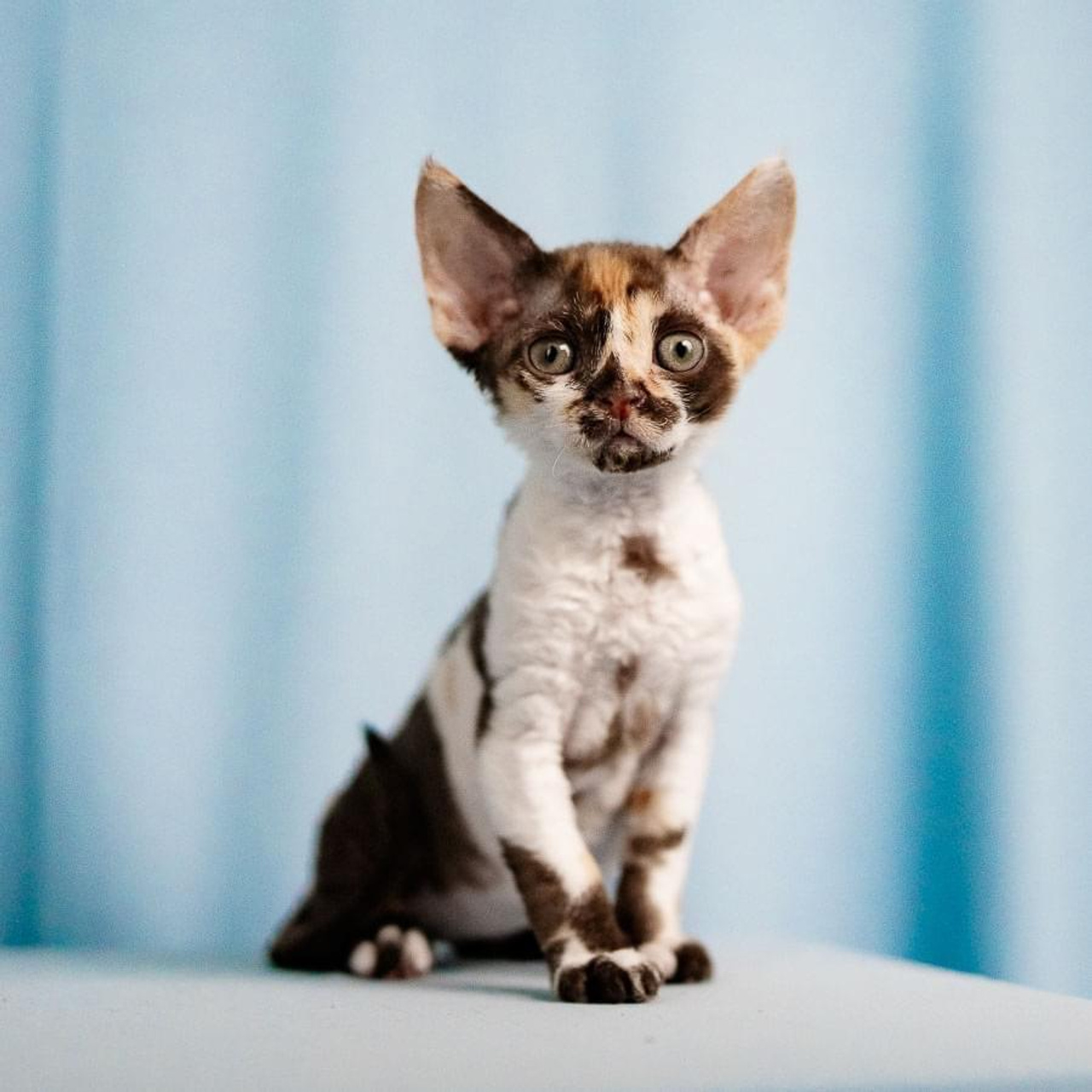 Winkles, Girl, born on 02.01.23, SOLD. Devon Rex Pixie Cattery