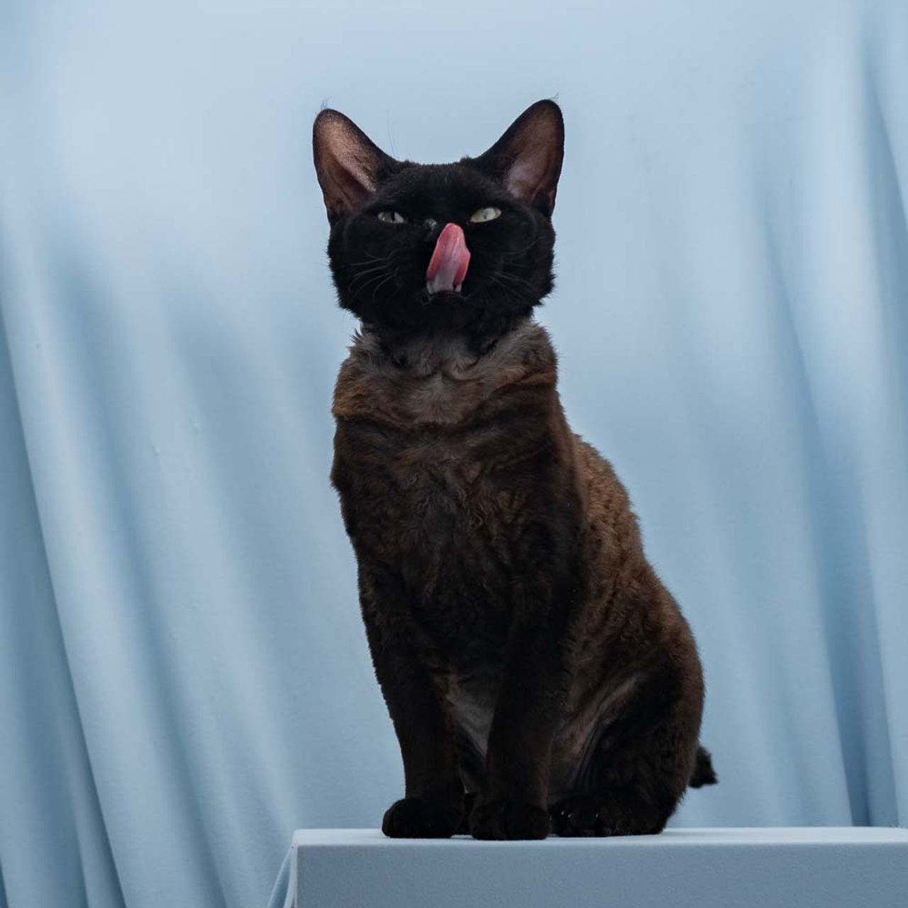 Lexus. Devon Rex Pixie Cattery