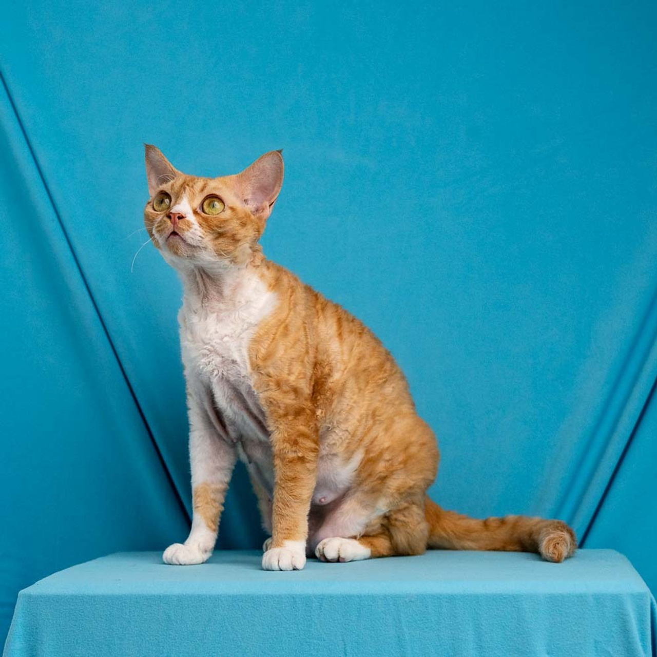 Aurelia. Devon Rex Pixie Cattery