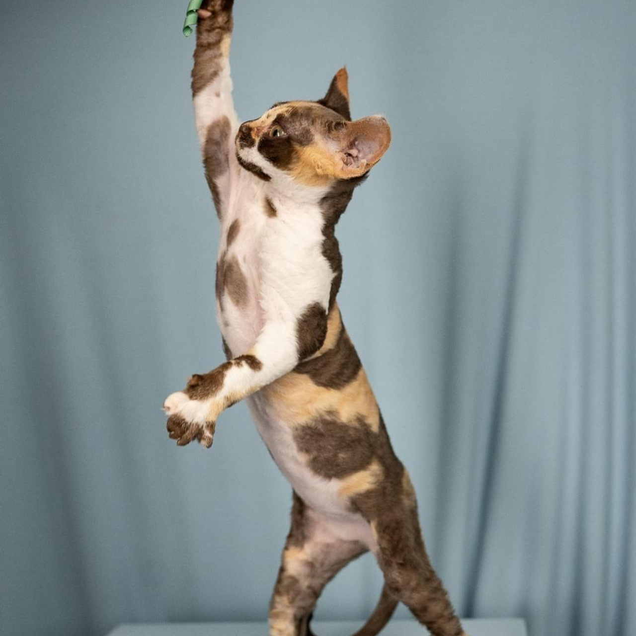 Winkles, Girl, born on 02.01.23, SOLD. Devon Rex Pixie Cattery