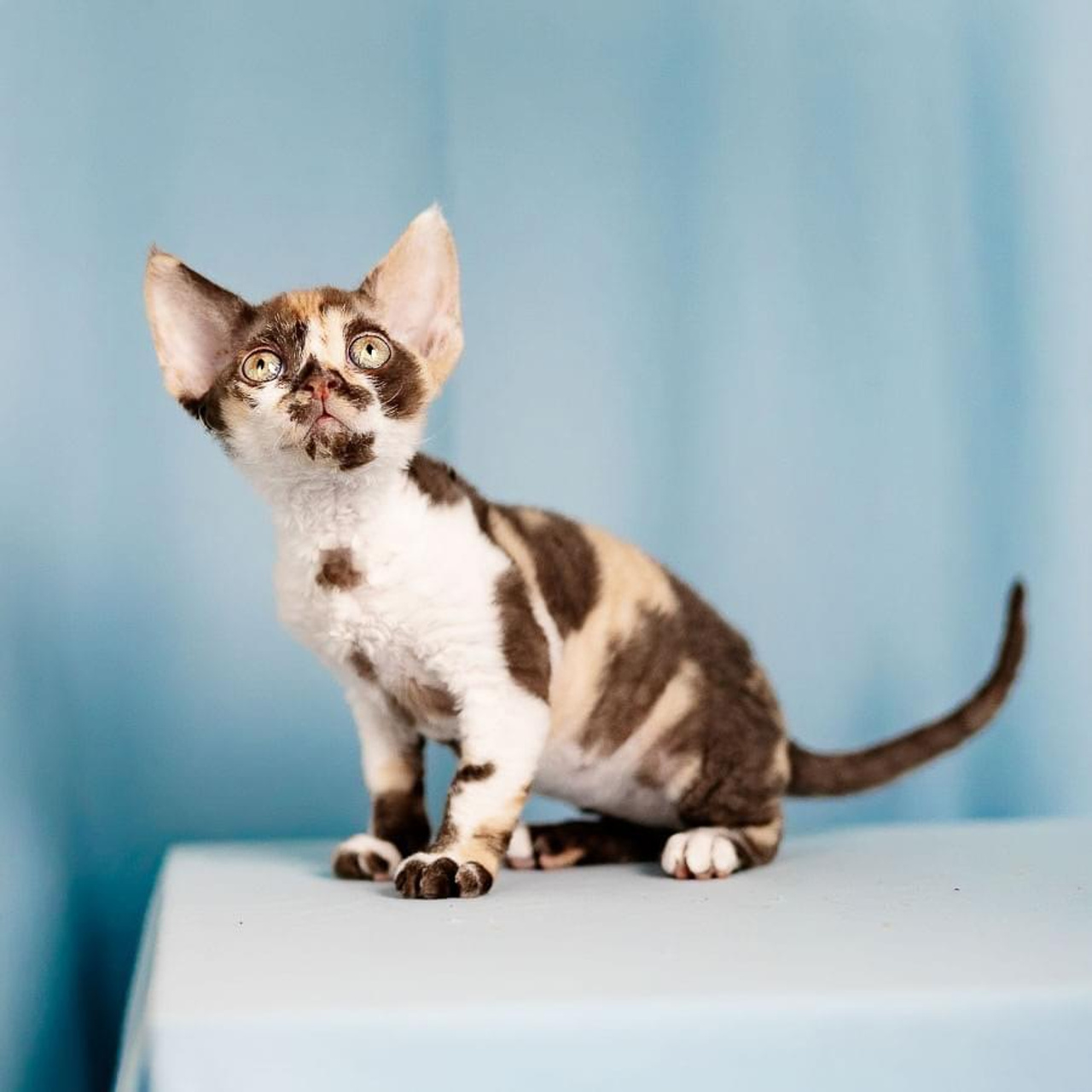 Winkles, Girl, born on 02.01.23, SOLD. Devon Rex Pixie Cattery