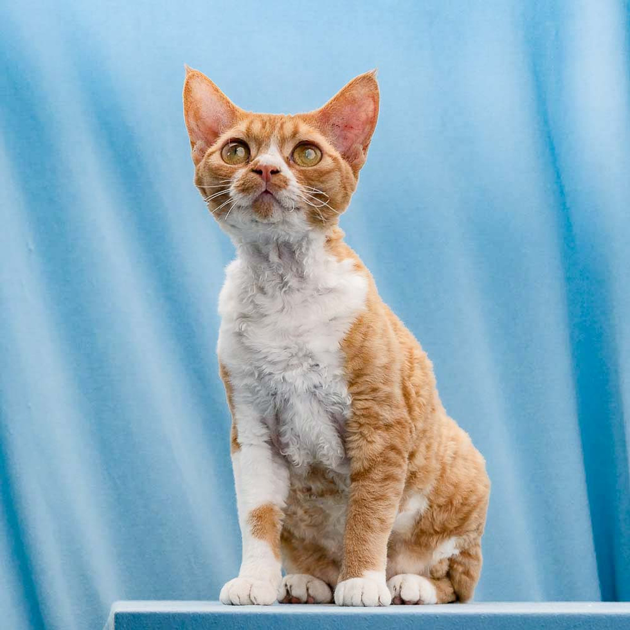 Aurelia. Devon Rex Pixie Cattery