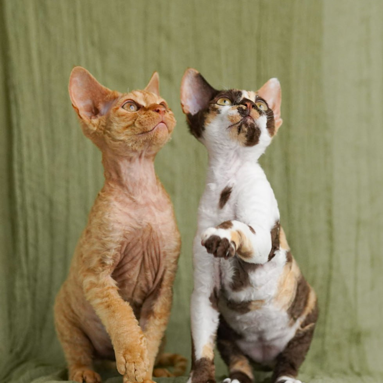 Winkles, Girl, born on 02.01.23, SOLD. Devon Rex Pixie Cattery