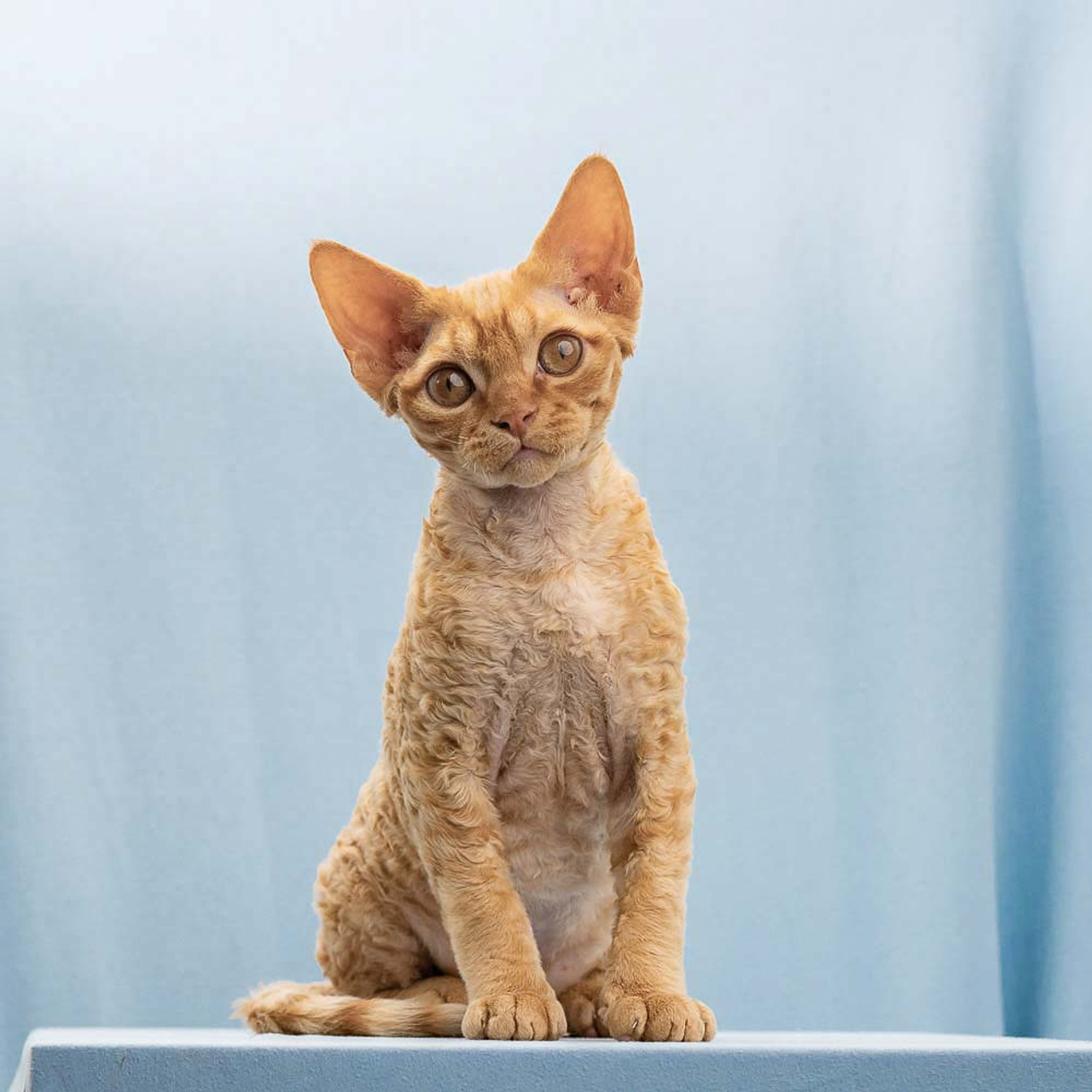 Boop, Boy, born on 02.01.23, SOLD. Devon Rex Pixie Cattery