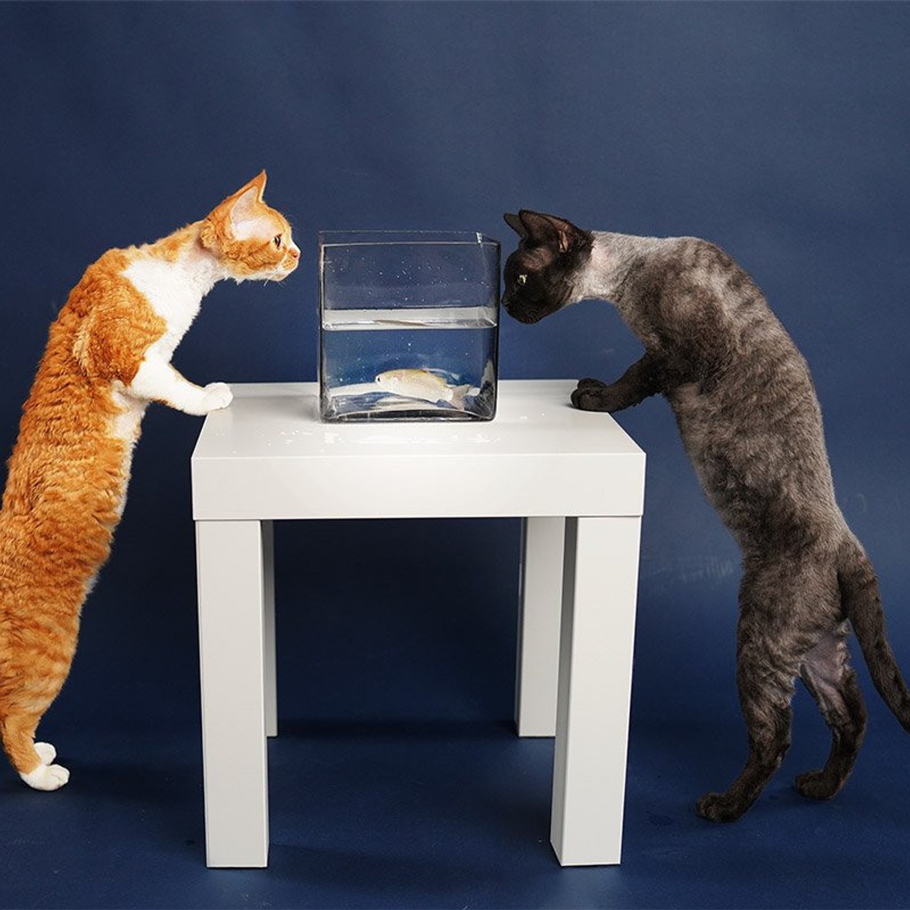 Lexus. Devon Rex Pixie Cattery