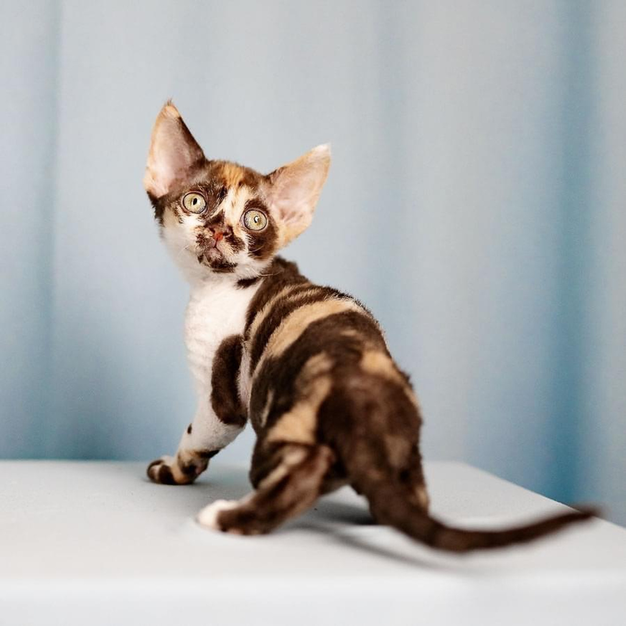 Winkles, Girl, born on 02.01.23, SOLD. Devon Rex Pixie Cattery
