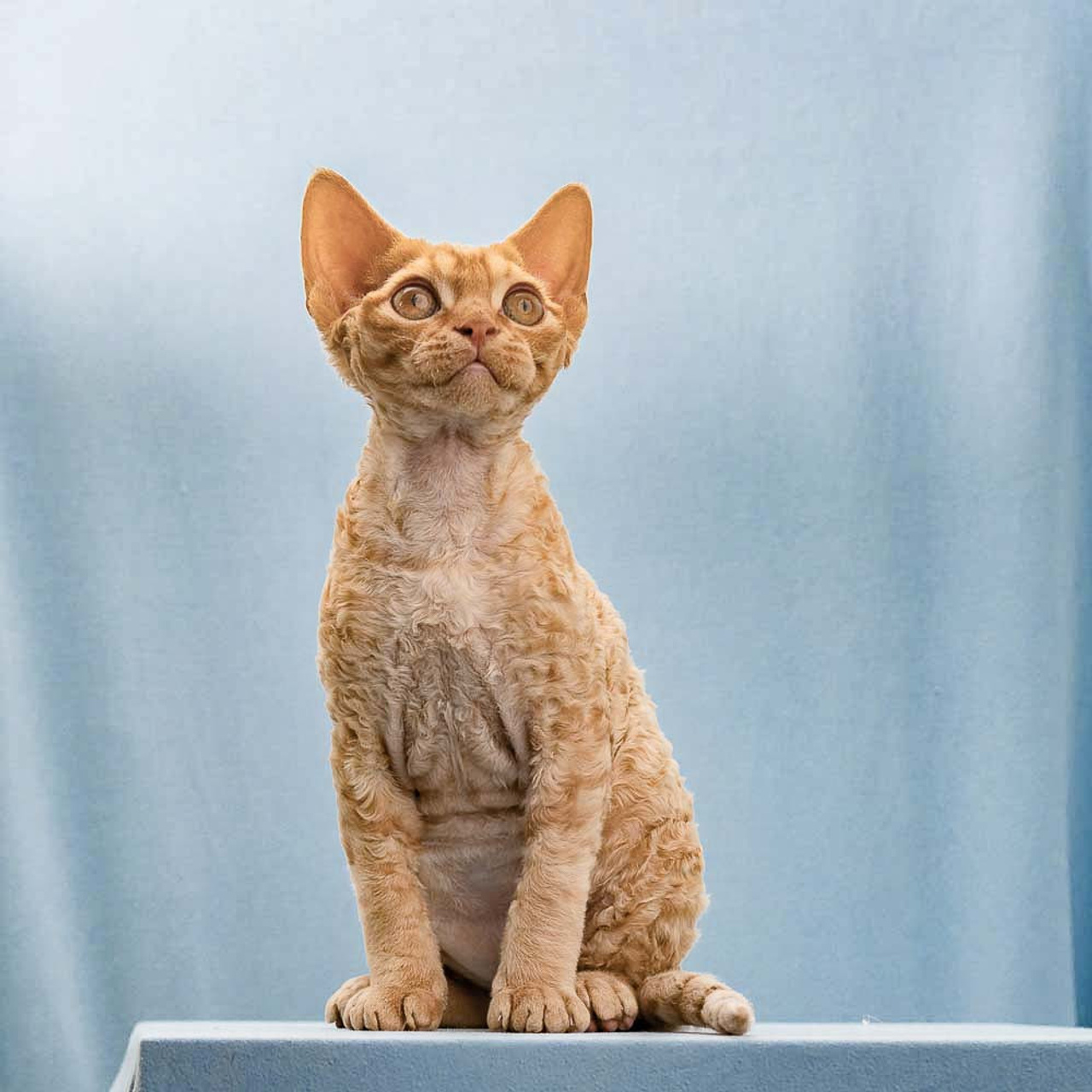 Boop, Boy, born on 02.01.23, SOLD. Devon Rex Pixie Cattery