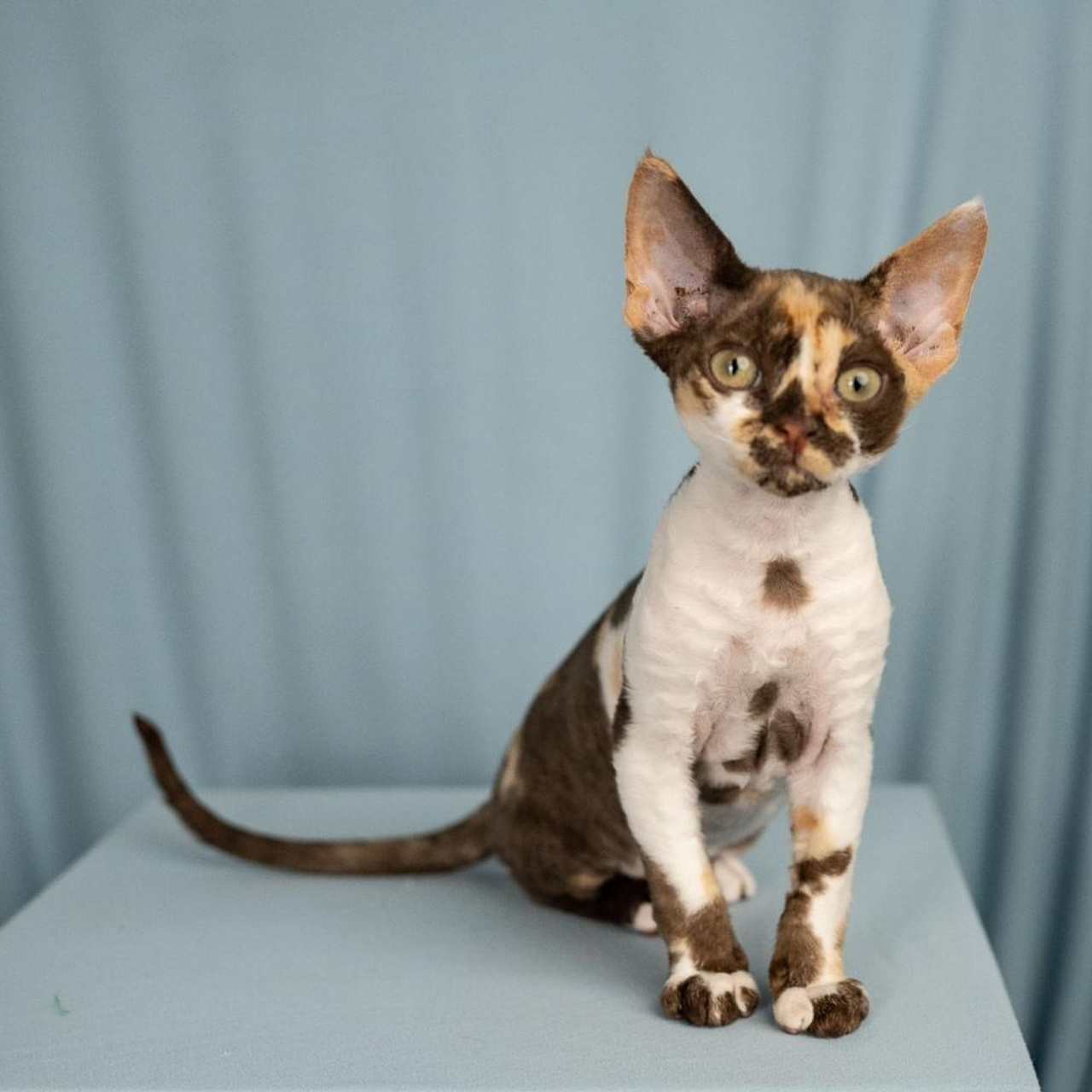 Winkles, Girl, born on 02.01.23, SOLD. Devon Rex Pixie Cattery