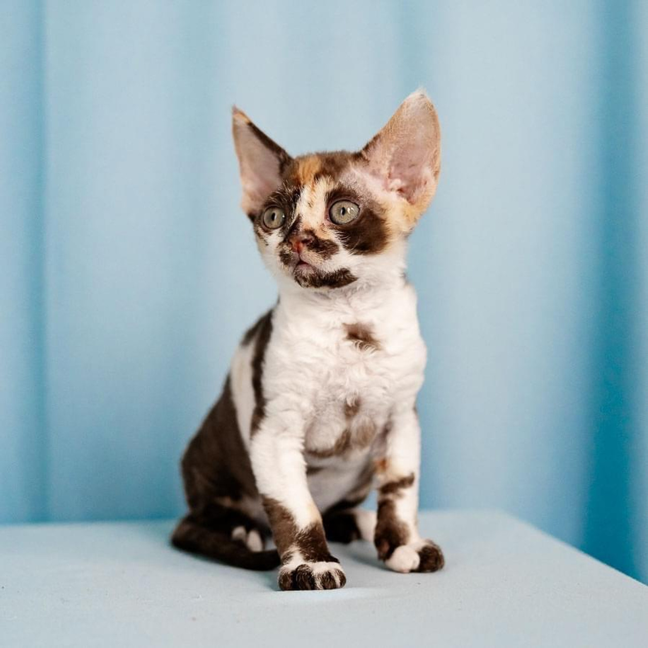 Winkles, Girl, born on 02.01.23, SOLD. Devon Rex Pixie Cattery