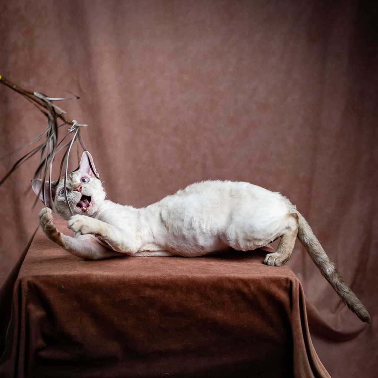Our cats. Devon Rex Pixie Cattery