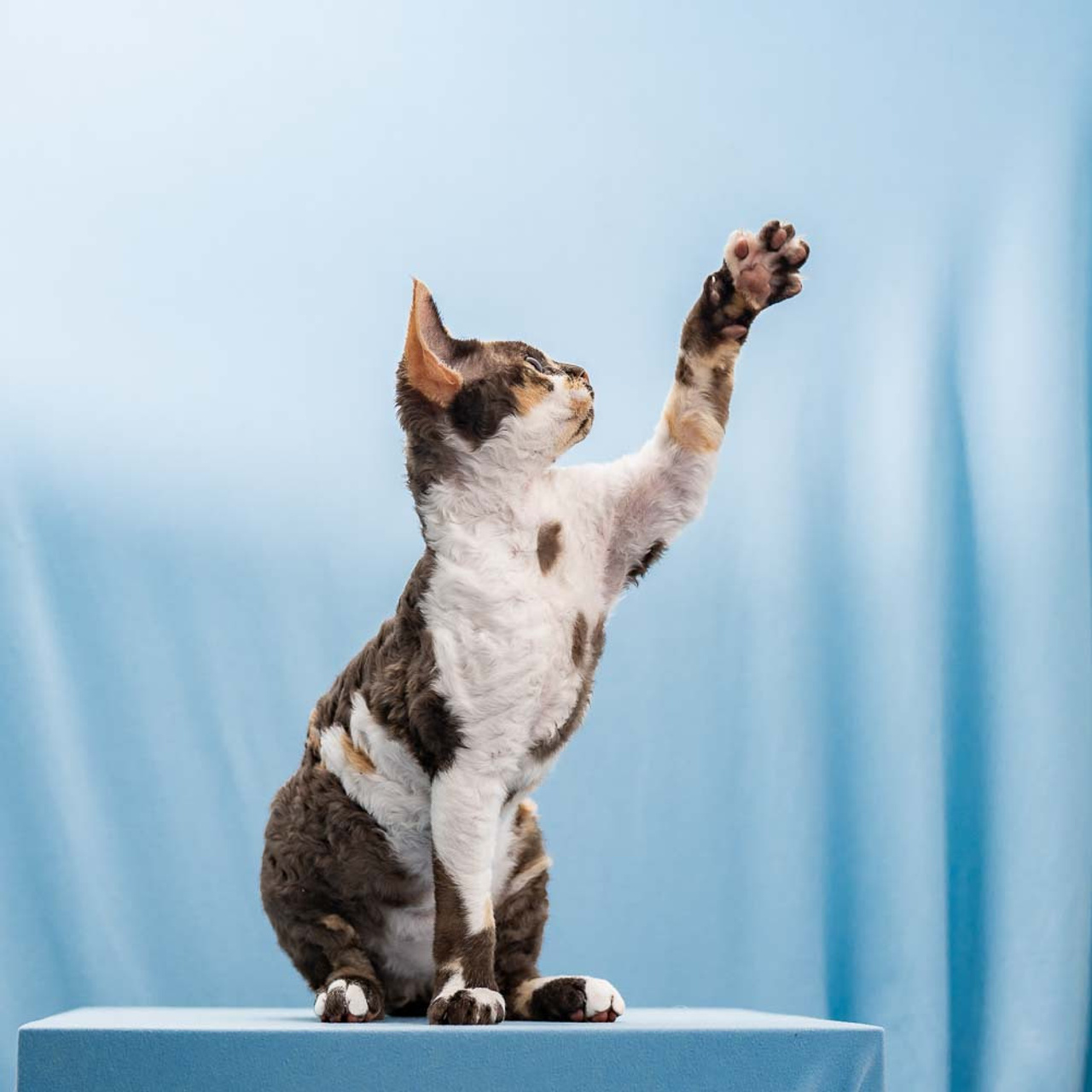 Winkles, Girl, born on 02.01.23, SOLD. Devon Rex Pixie Cattery