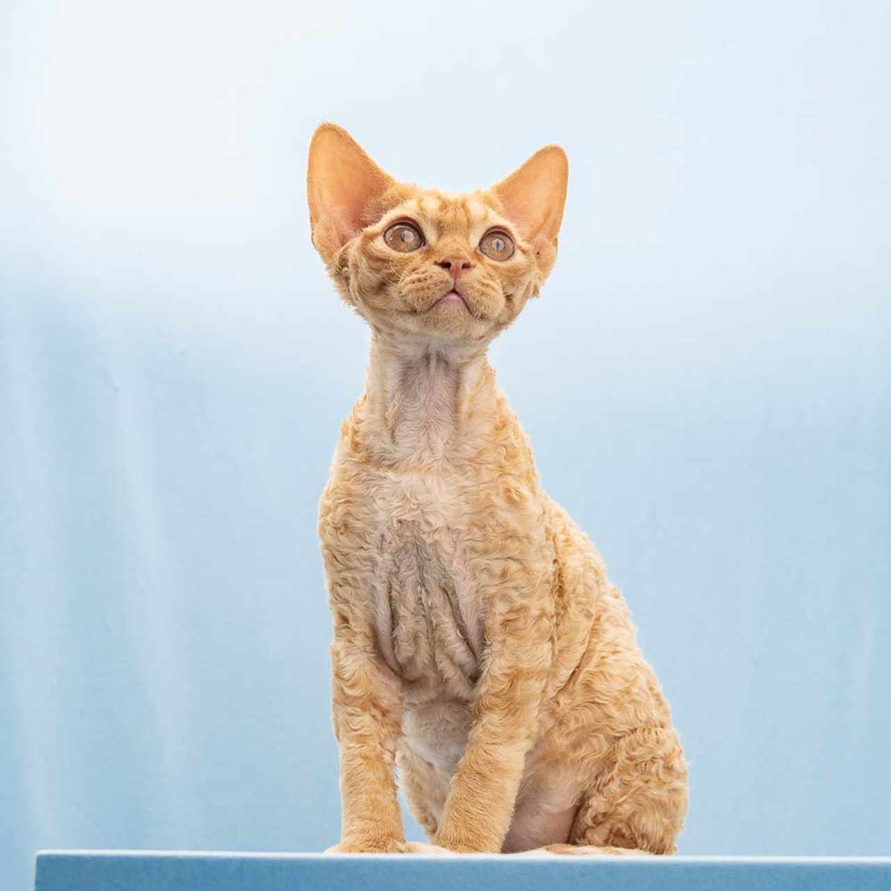 Boop, Boy, born on 02.01.23, SOLD. Devon Rex Pixie Cattery