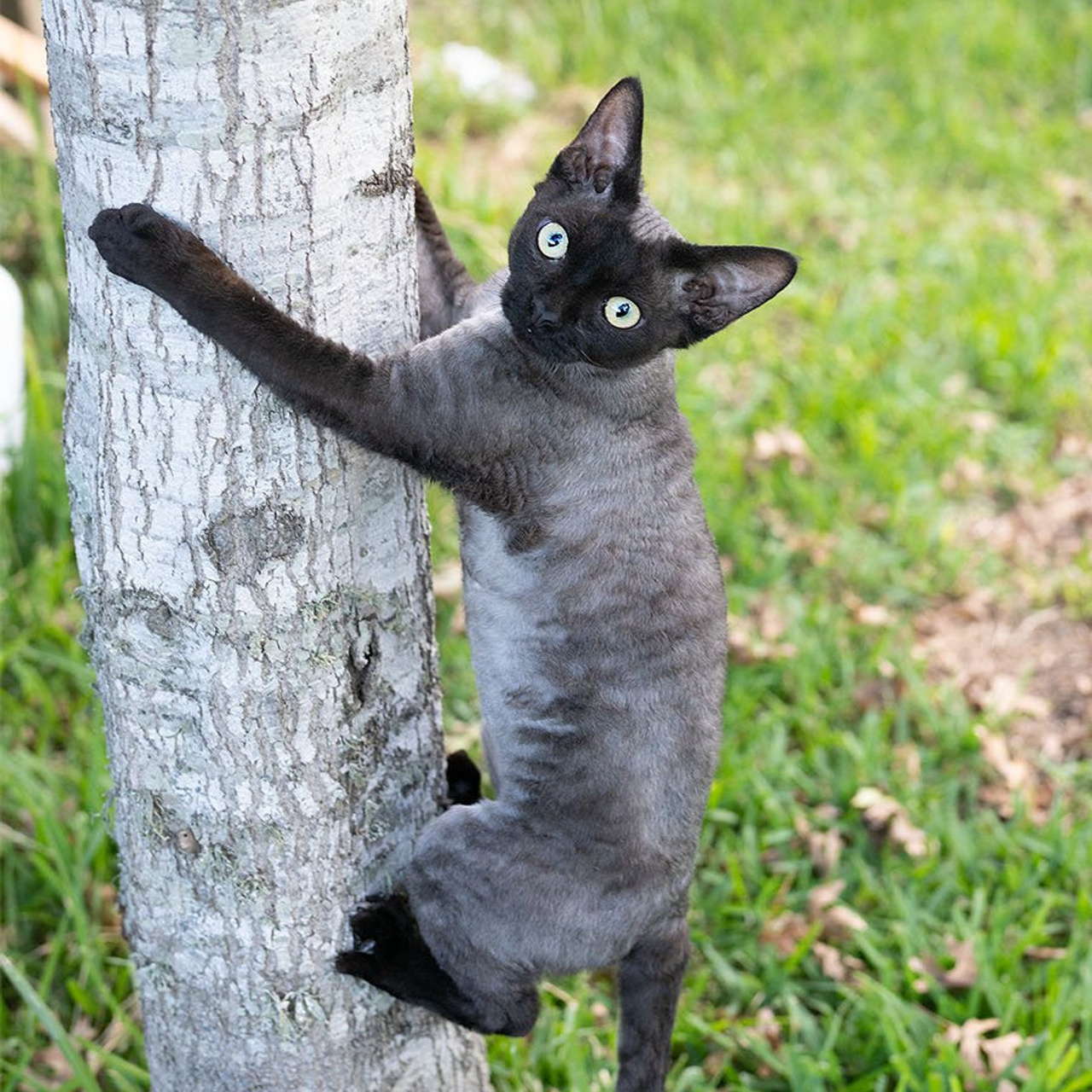 Lexus. Devon Rex Pixie Cattery