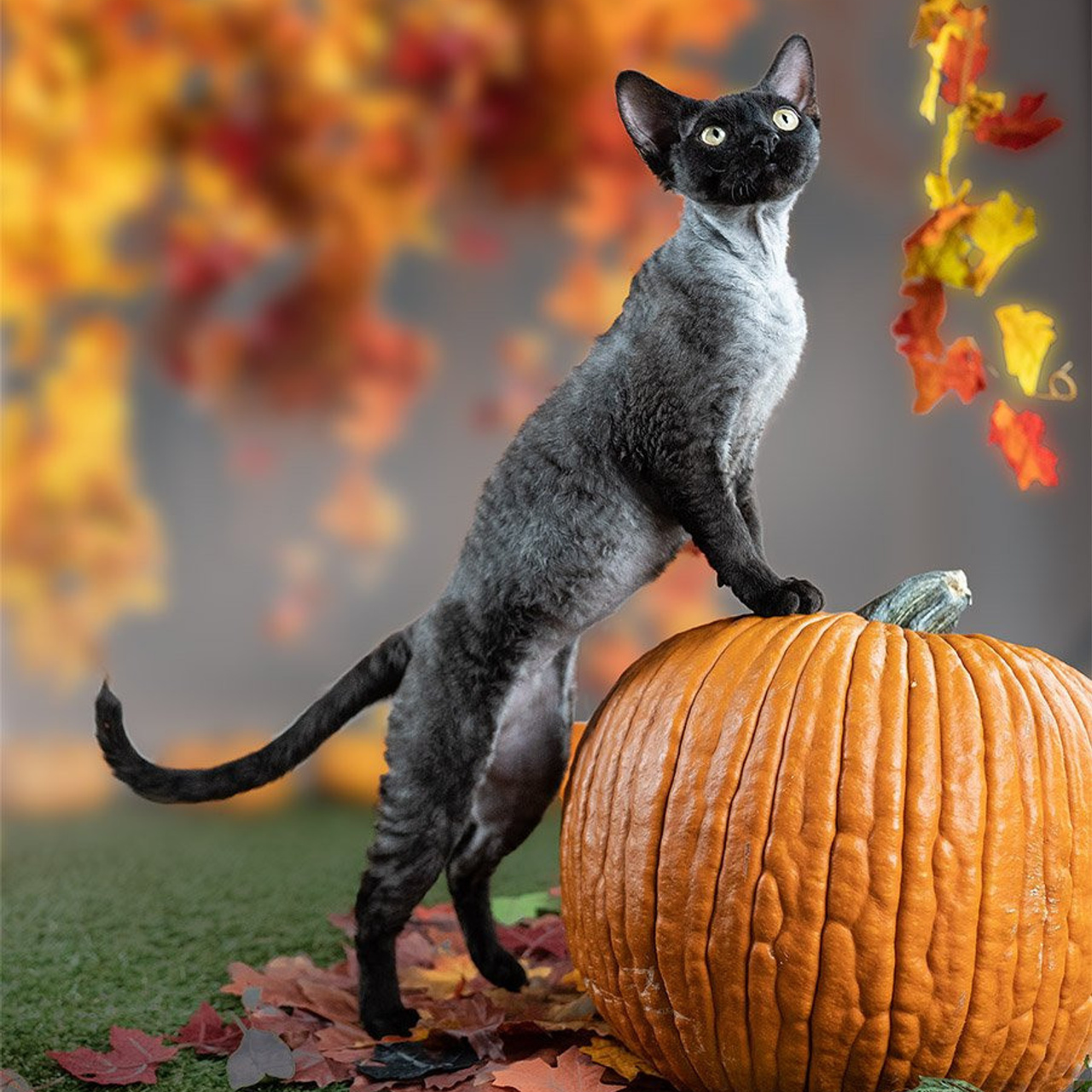 Lexus. Devon Rex Pixie Cattery