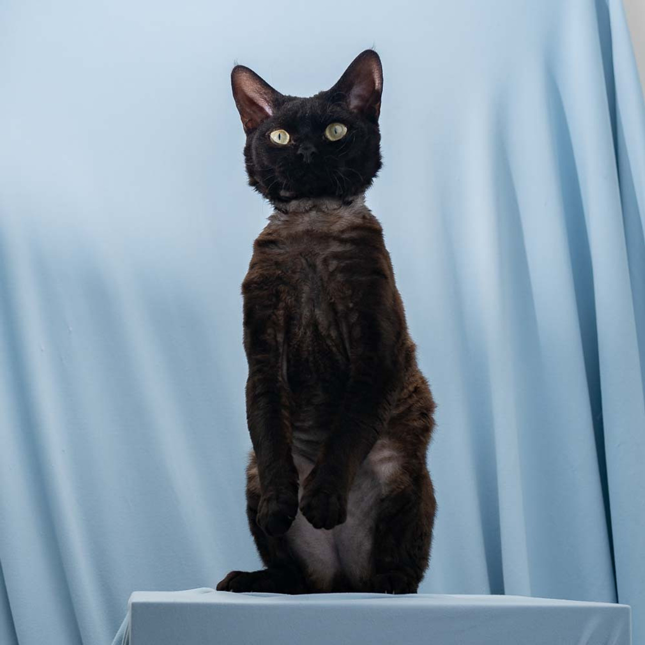 Lexus. Devon Rex Pixie Cattery