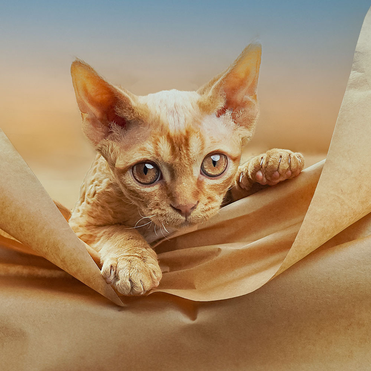 Boop, Boy, born on 02.01.23, SOLD. Devon Rex Pixie Cattery