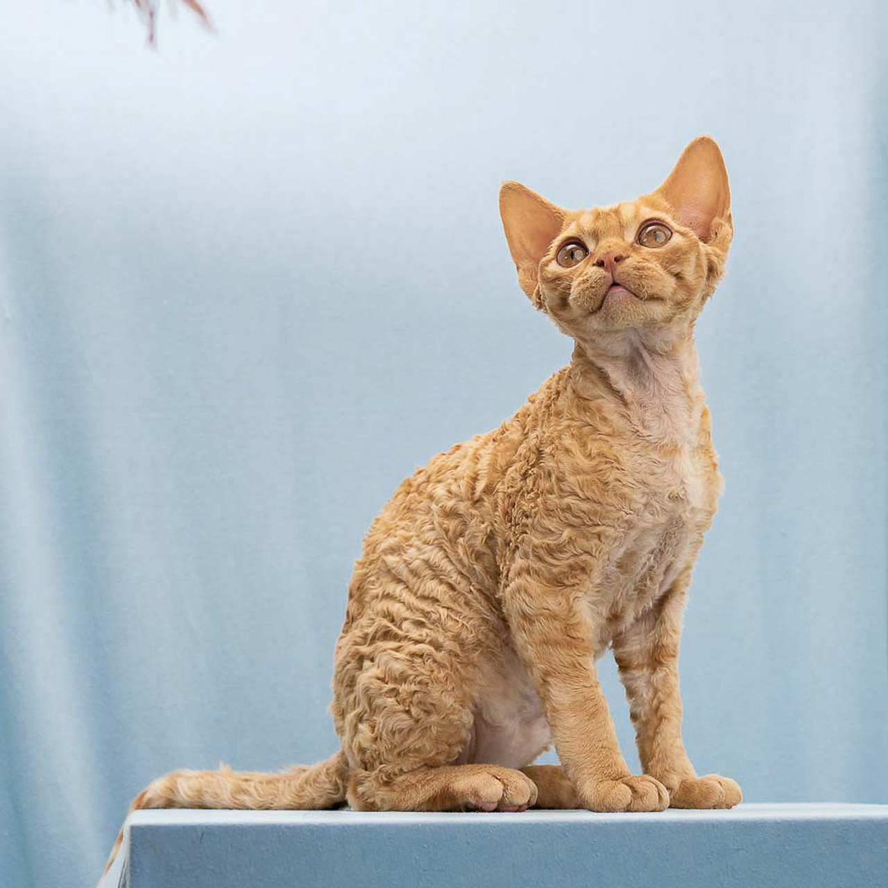 Boop, Boy, born on 02.01.23, SOLD. Devon Rex Pixie Cattery