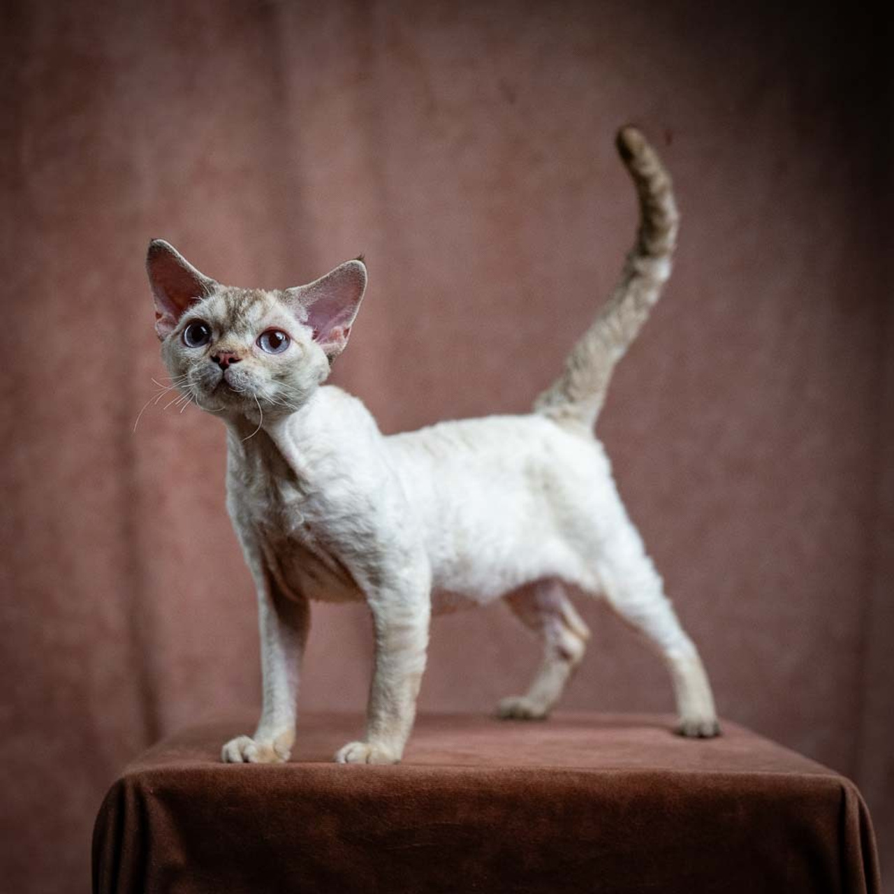 Our cats. Devon Rex Pixie Cattery