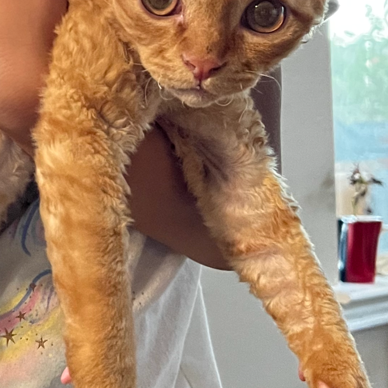 REWIEWS. Devon Rex Pixie Cattery