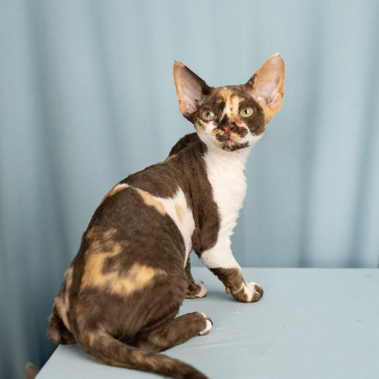 Winkles, Girl, born on 02.01.23, SOLD. Devon Rex Pixie Cattery