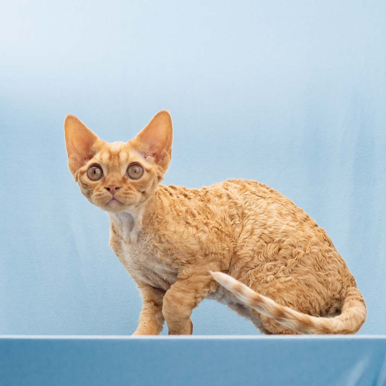 Boop, Boy, born on 02.01.23, SOLD. Devon Rex Pixie Cattery