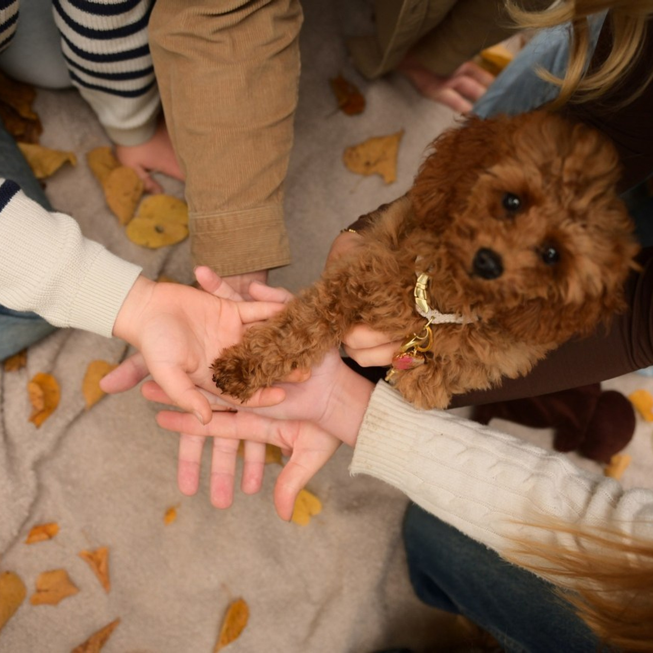 Bewertungen. Familienfotografin Svetlana Oberländer