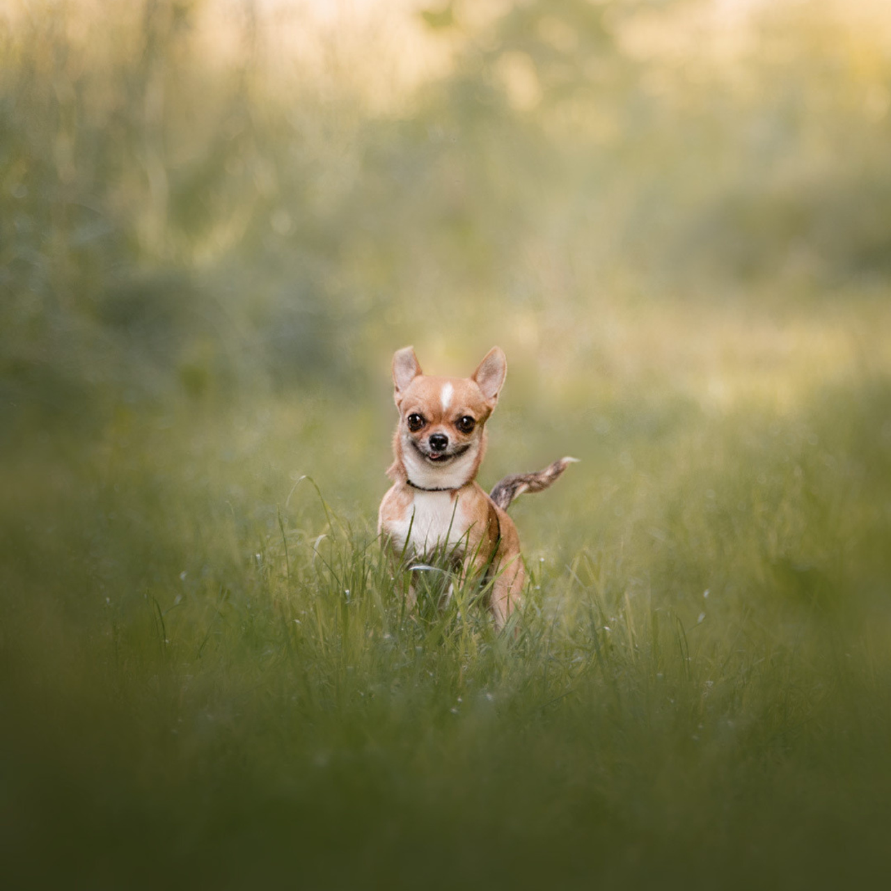Tierfotografie und Familienfotografie in der Hallertau