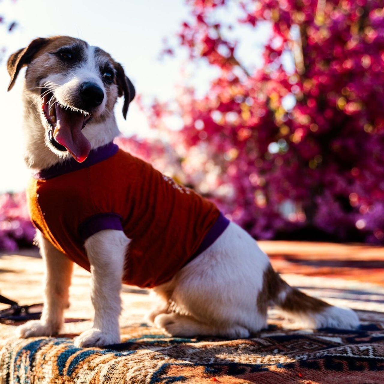 Фотосессия в Стамбуле. Фотограф в Стамбуле. Лайфстайл фотограф в Стамбуле Анатолий. Фотосессии на крышах с чайками