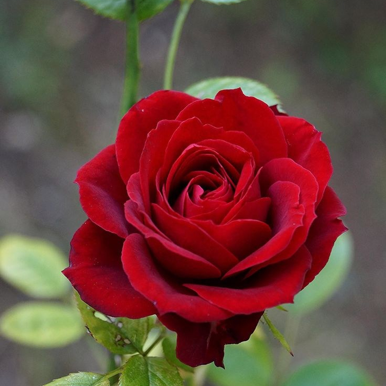 Recenzii Clienți - Alin Chirilă Fotograf