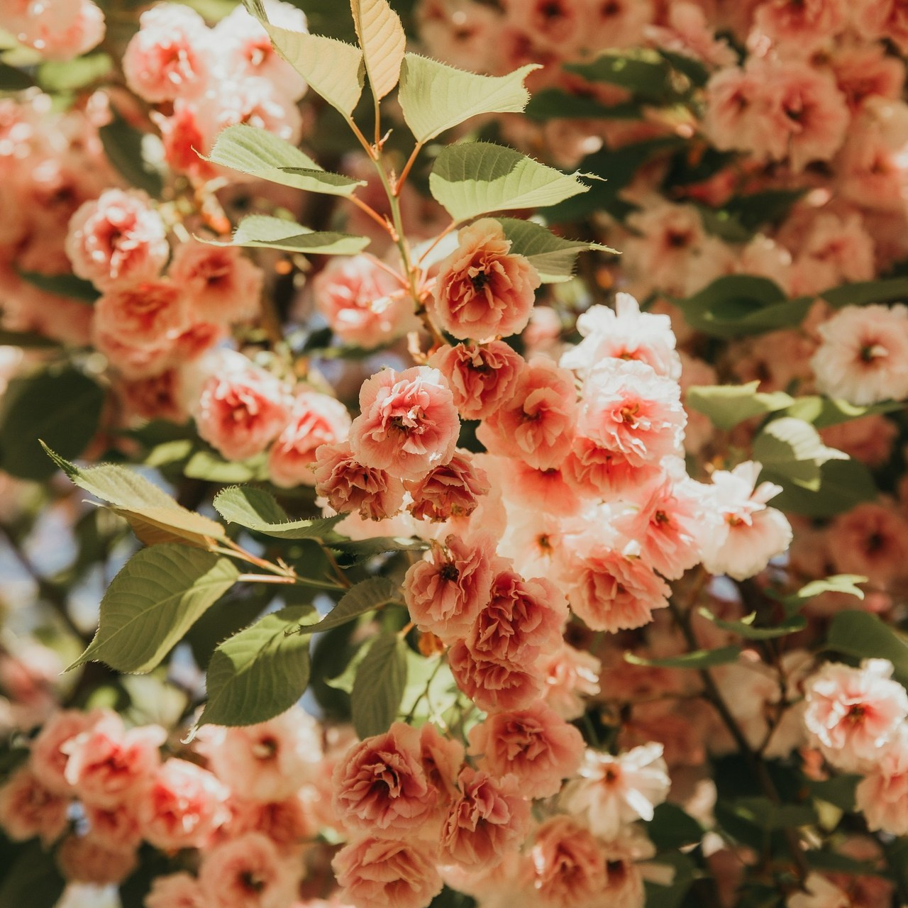 Recenzii. Фотограф в Кишинёве