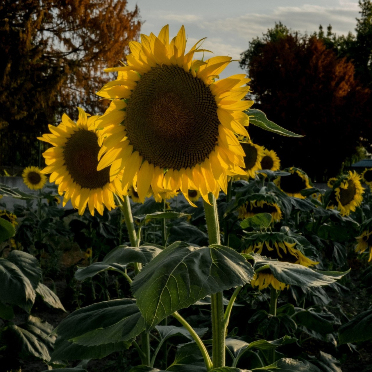 Testimonianze. Grosu Photography