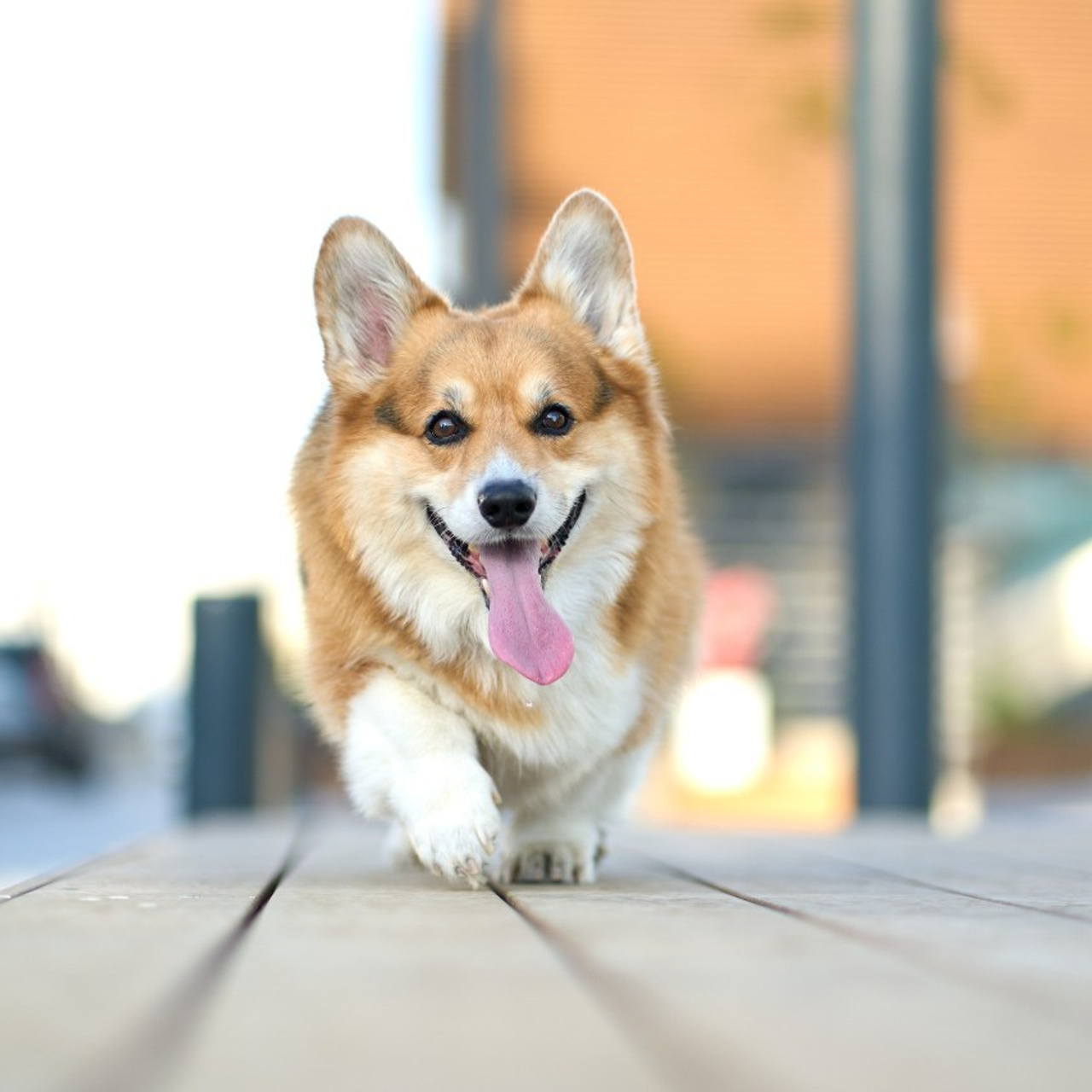 Reviews. צלם אלכס ברט בישראל