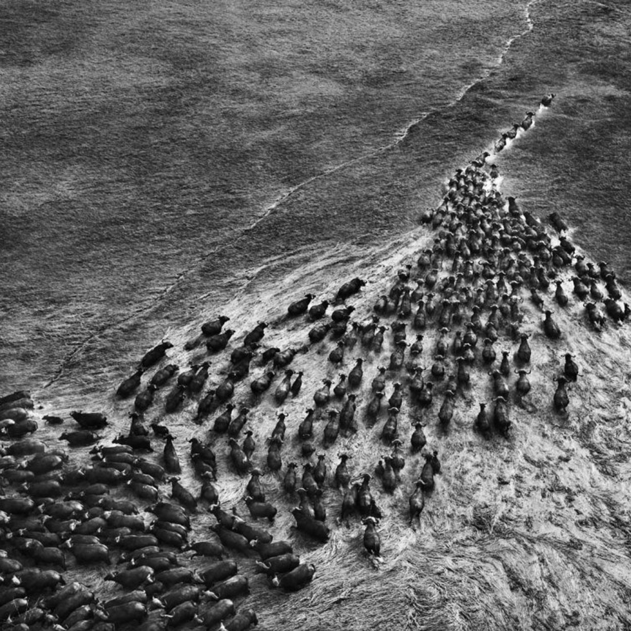 Sebastião Salgado și Puterea Fotografiei — The Salt of the Earth. Cătălin Lazăr Photography — Fotografie de nuntă și evenimente premium în România și Europa